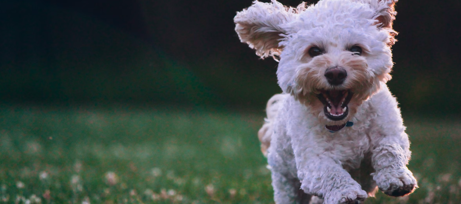 Wie erkennt man, ob ein Hund zu dünn ist?
