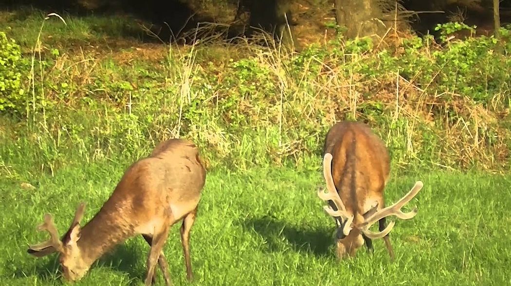 Jagd im Mai - Rehböcke Hirsche und Schmalrehe