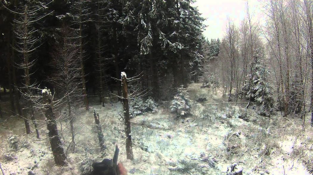 Drückjagd / Driven Hunt / Rotwild / Red Deer