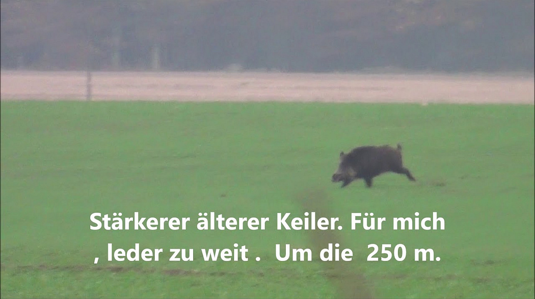 Drückjagd Sau  tot  Polovanie   Wildboar Hunting.