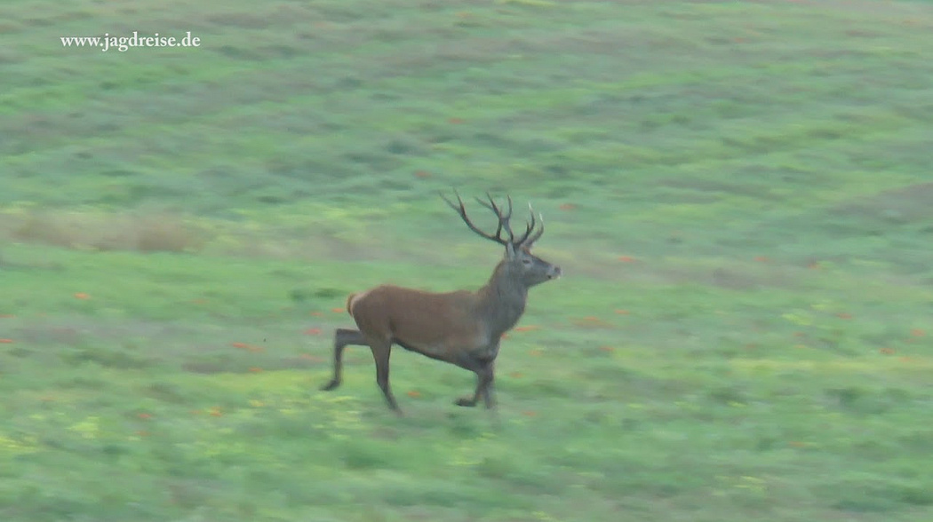 Der Hirsch im Sonnenaufgang im Herzen von Masuren  - Jagd zur Hirschbrunft in Polen / Masuren