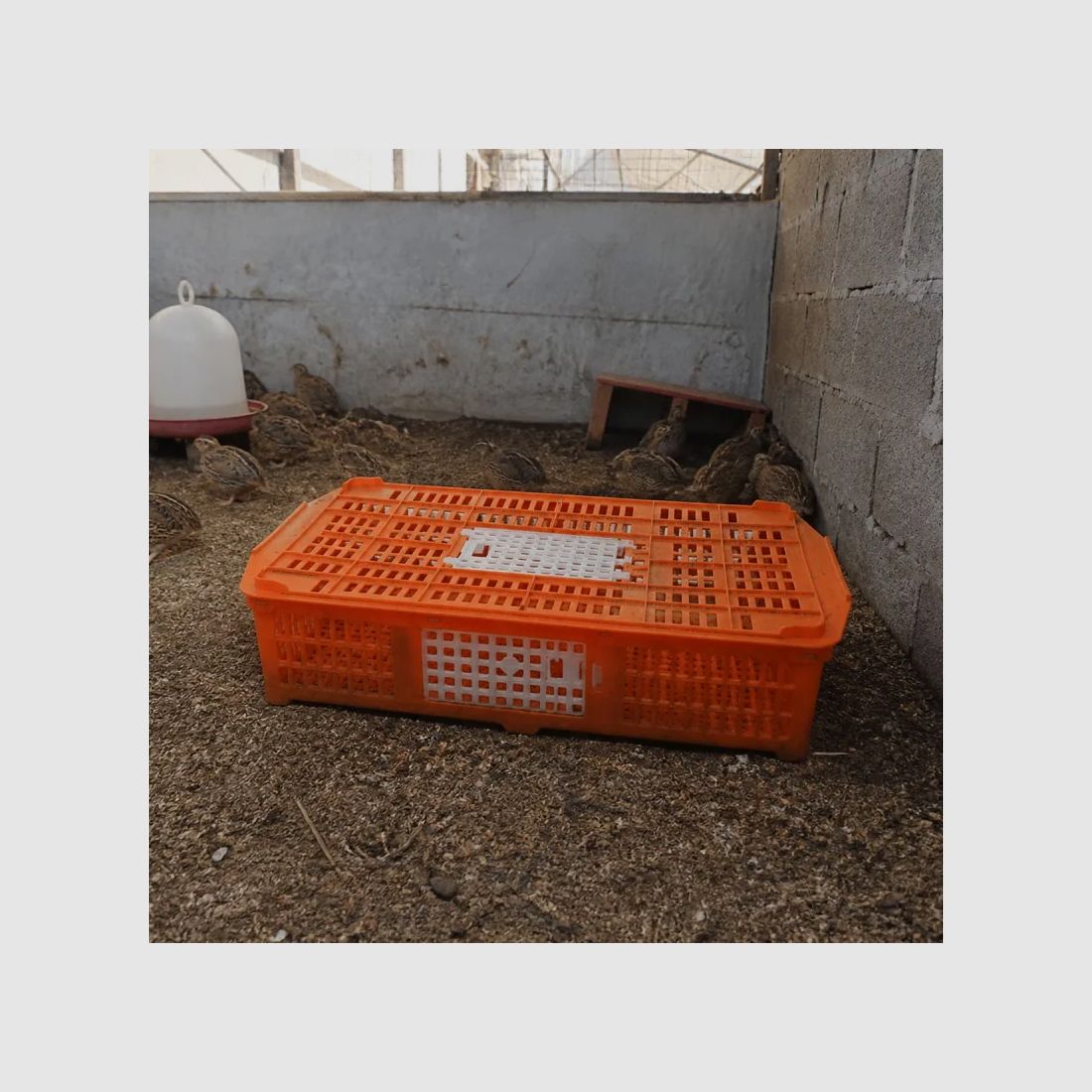 Transportkorb für Geflügel 67 x 45 x 15 cm, Bild 1 von 7
