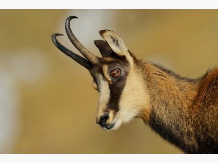 Gams-Abschuss im Gegenrecht zu Sikahirsch