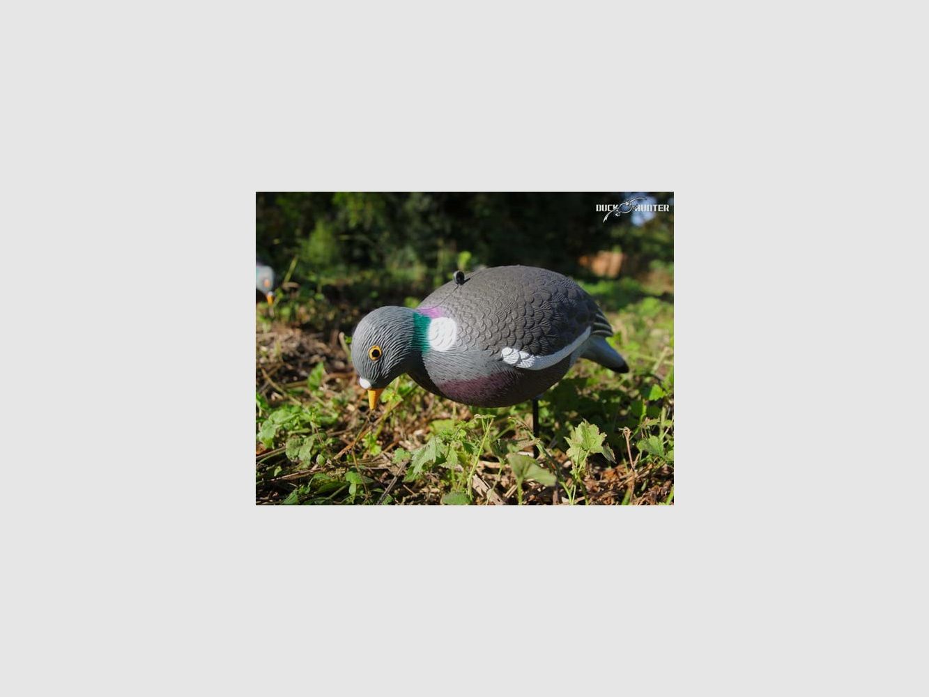 Formes Vision Pigeon HD UV x10 + 2 gratis, afbeelding 4 van 7