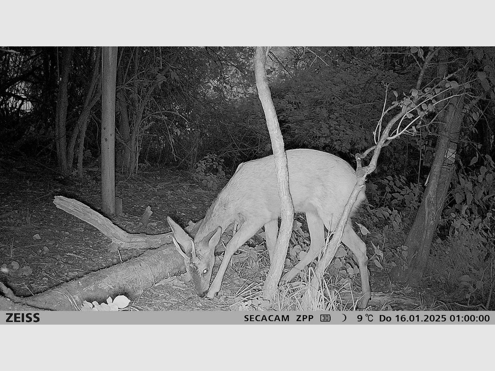 Zeiss Secacam 3 Trail Camera + Power Pack, image 22 of 30