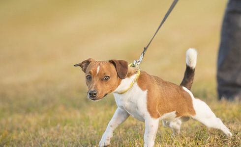 Leash Requirement for Dogs During Breeding and Raising Season: What You Need to Know