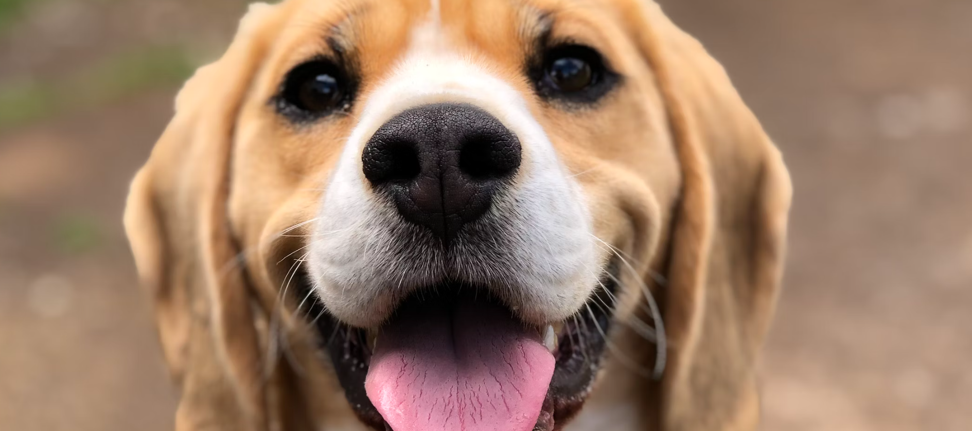 Dog bowel movements - how often is normal?