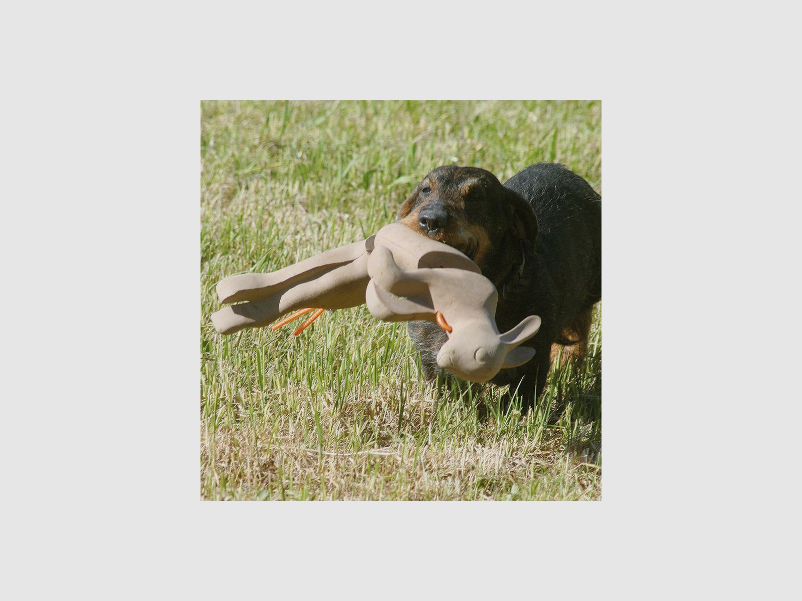 HUNTING Retrieving Rabbit