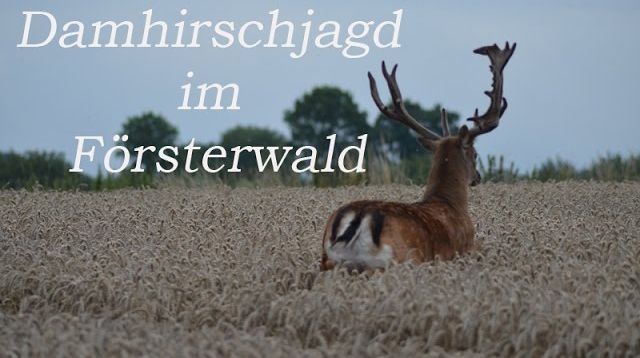 Damhirschjagd im Försterwald