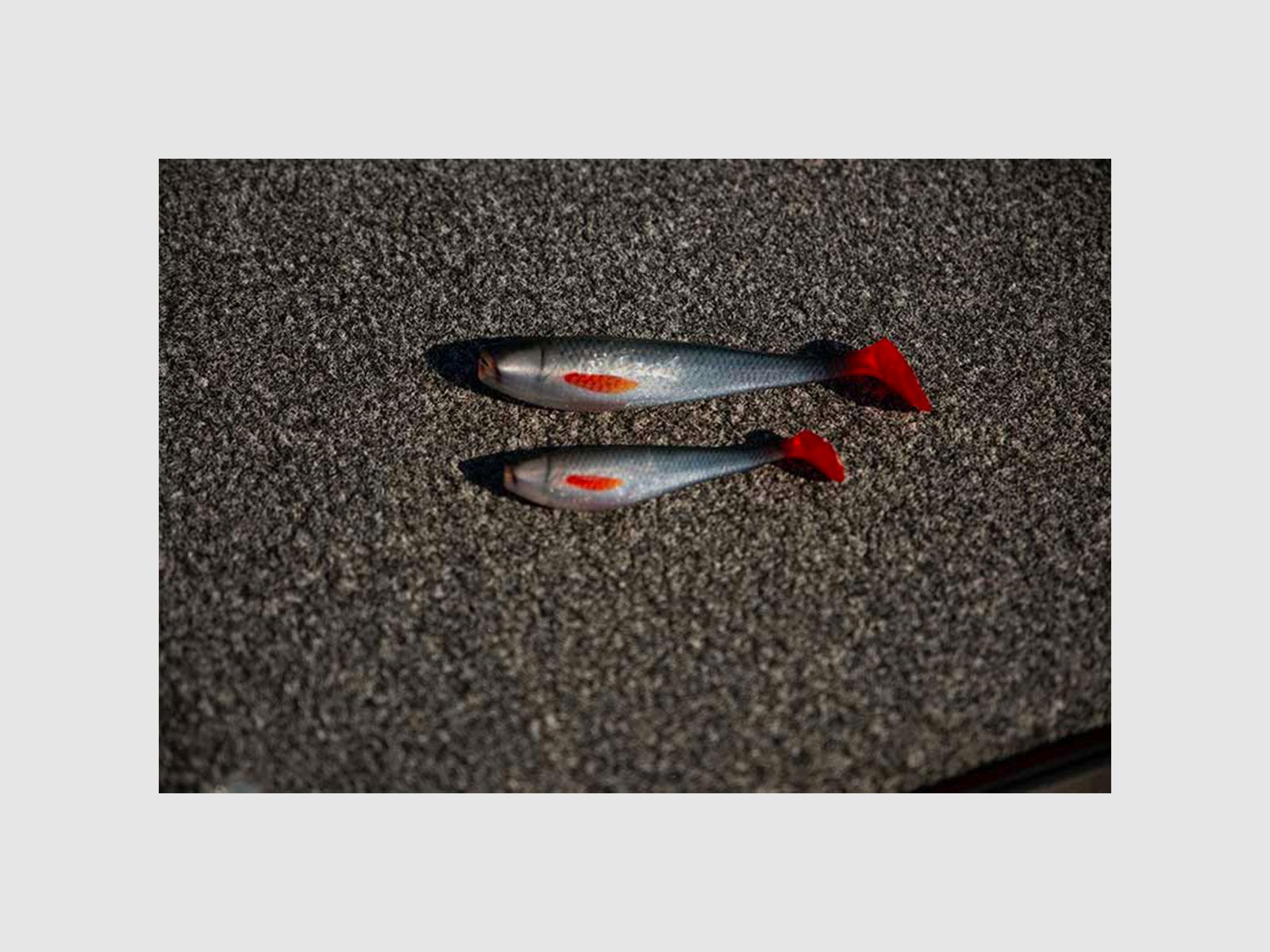 FOX RAGE – NATURALS ZANDER PRO BULK SHADS 16cm 6.3″ | Ultra Realistic Roach, immagine 4 di 4