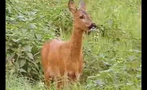 Günter Goldmann: Der Erfolg der Rehe (German)