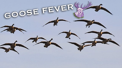 GOOSE FEVER!