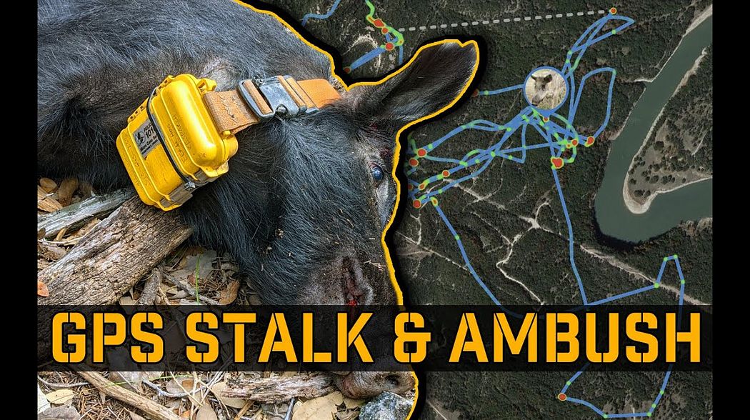 GPS Tracking Feral Hogs, and  ambushing them where they sleep! | Judas Hog/Pig