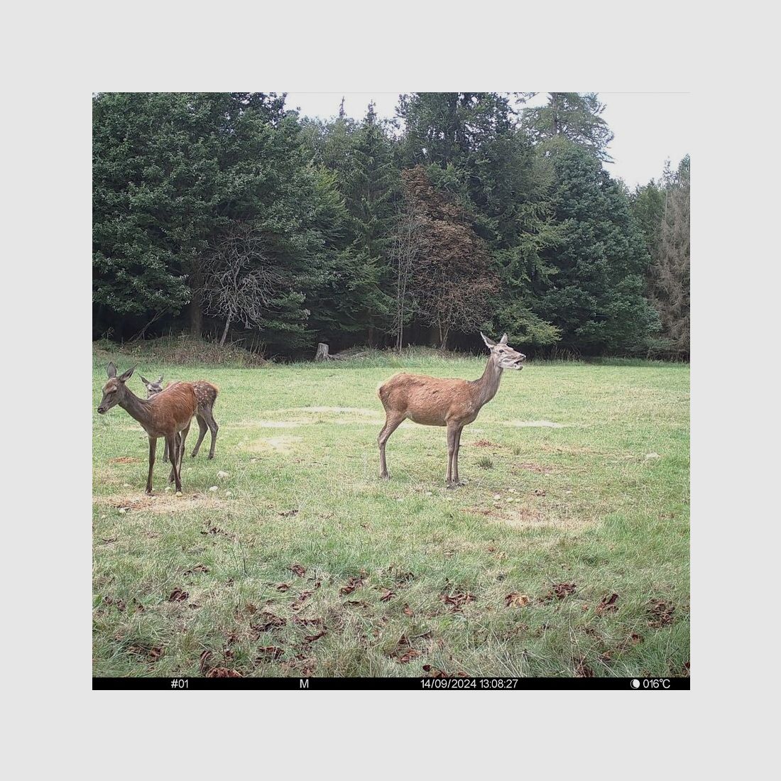 Seissiger SEISSIGER Pro-Cam LTE - SUPERSIM-Edition inkl. Akkus