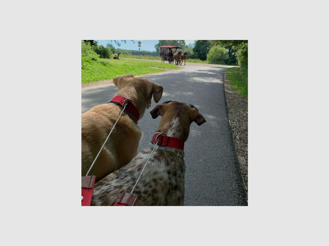 WowWow Hundehalsband mit integrierter Leine Leder Kastanienbraun