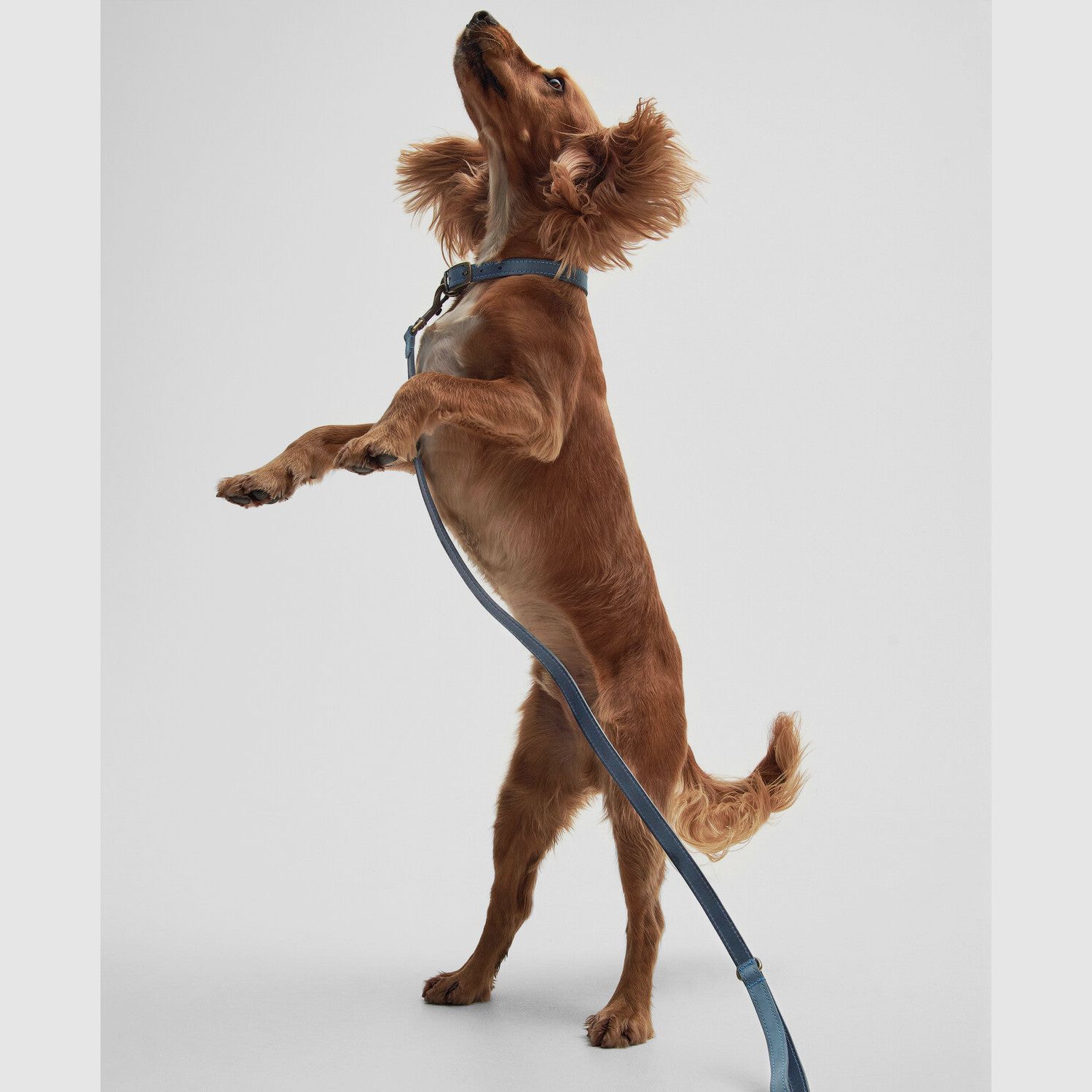 Smycz dla psa Barbour zrobiona ze skóry