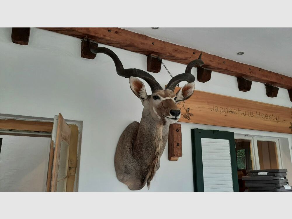 Kudu trofee Afrika beursstand decoratie preparaat taxidermie