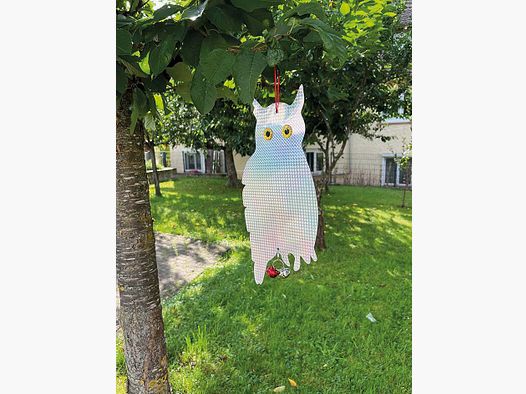 Holographic Owl