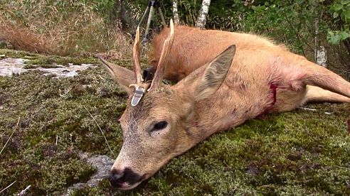 Bukkejakt del 2, Roebuck hunt, bockjagd, rådjursjakt