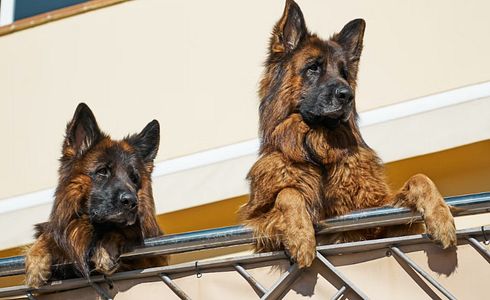 Warum bellt mein Hund andere Hunde an?