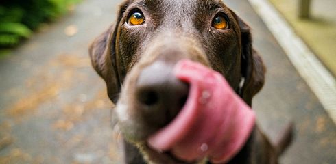 Hund hat Schokolade gegessen - was tun?