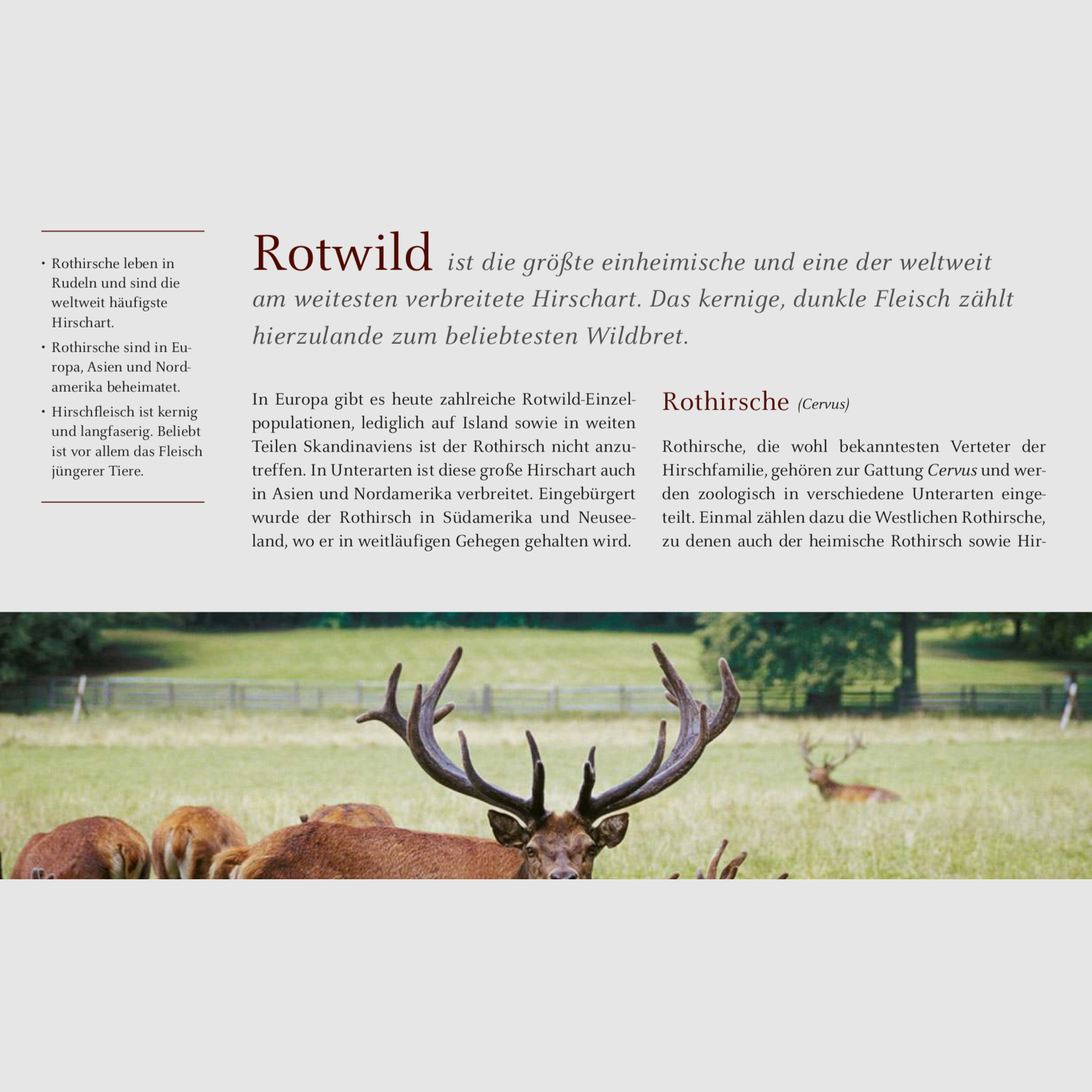 Het grote boek over wild - Teubner, afbeelding 2 van 8