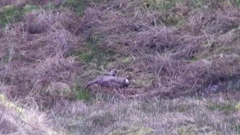 Roe Deer Stalking (First Roe Buck 2017) Scotland