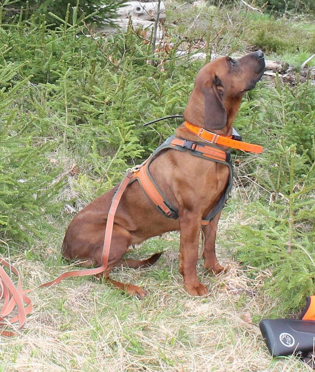Arnés para perro M FOLLOW naranja Niggeloh, imagen 2 de 3