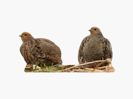 Game stand partridge hen