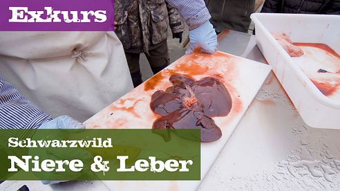 Niere und Leber - Exkurs Organe - Schwarzwild