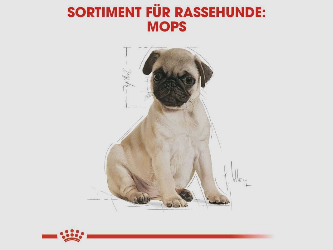 ROYAL CANIN Mops Trockenfutter Adult 3 Kg