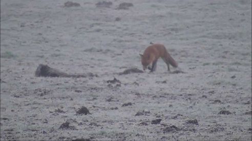 Fox shot with a .243 and 95gr SST