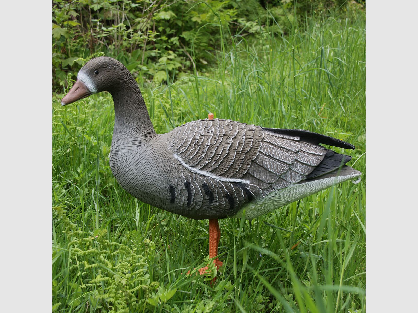 Lockvogel Blässgans