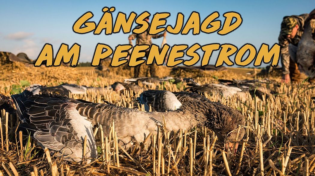 Gänsejagd am Peenestrom