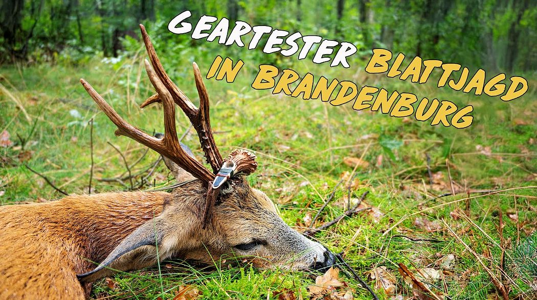 Blattjagd im Geartester-Revier