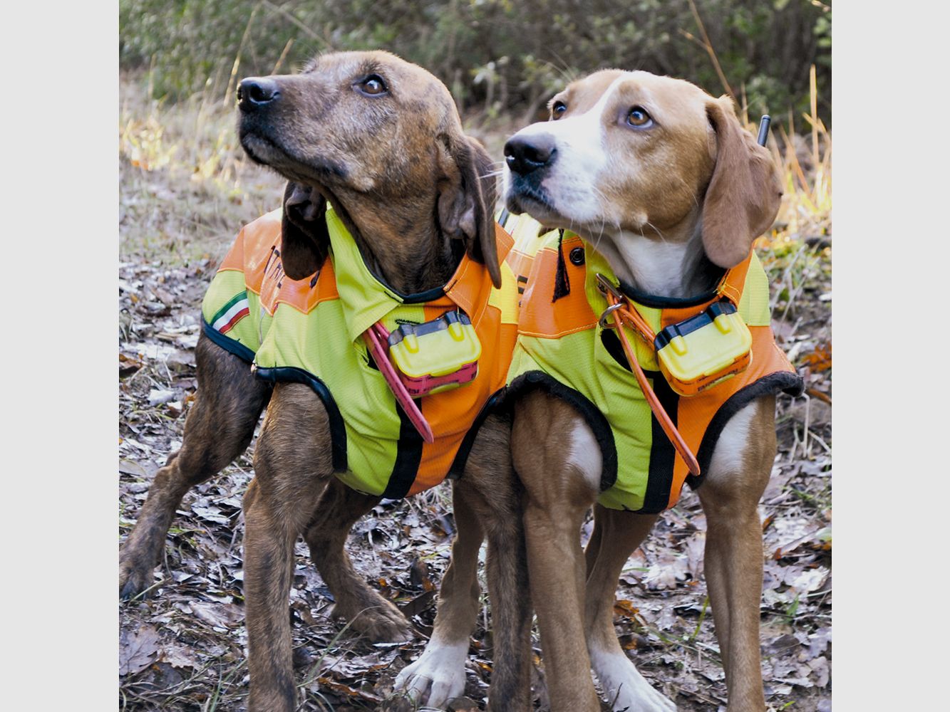 Schutzweste für Hunde Sicur Dog BITRABI m, Bild 5 von 7
