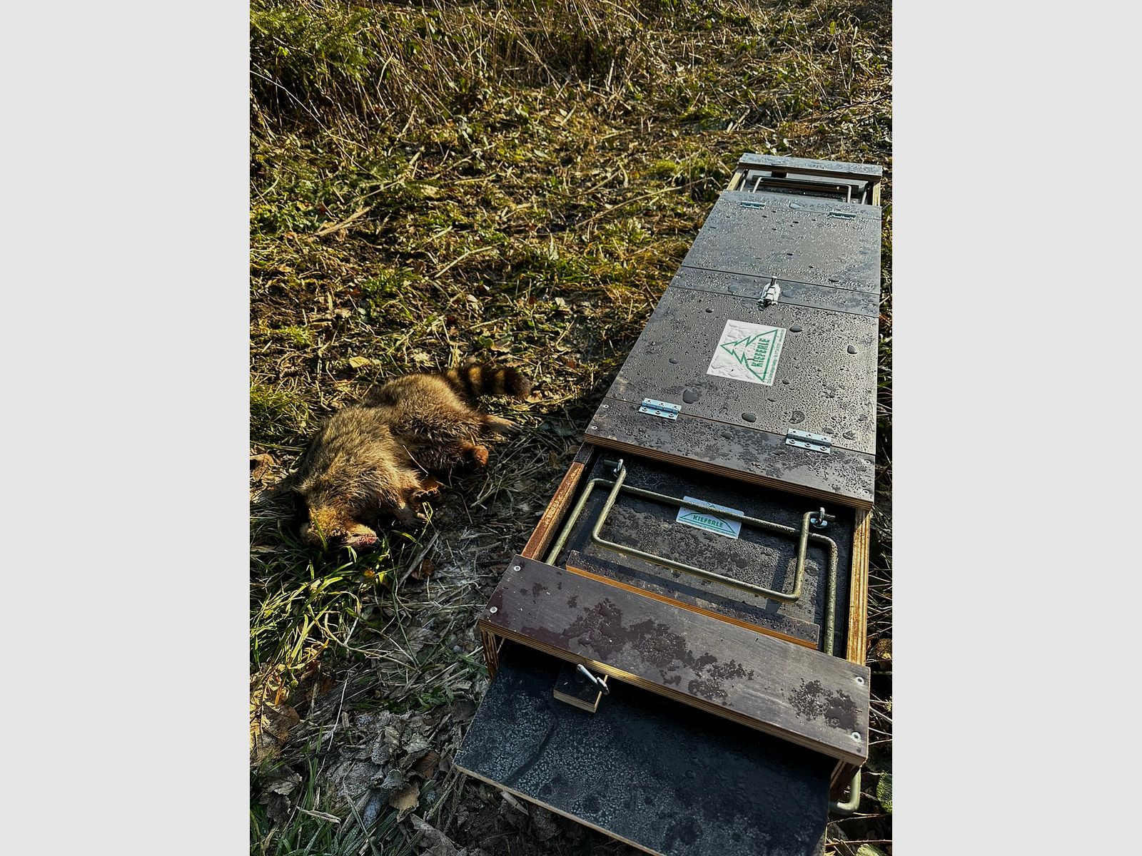 Trappola a scatola Allround Kieferle