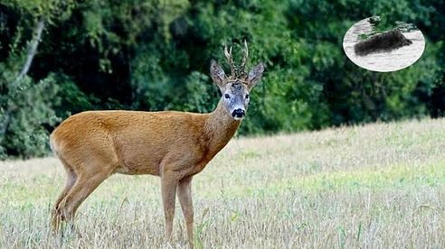 How to call in roebucks - hunting during the rut best moments