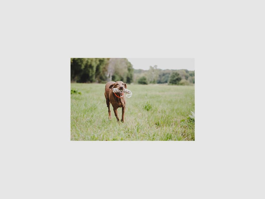 Juguete de cuerda Farm-Land