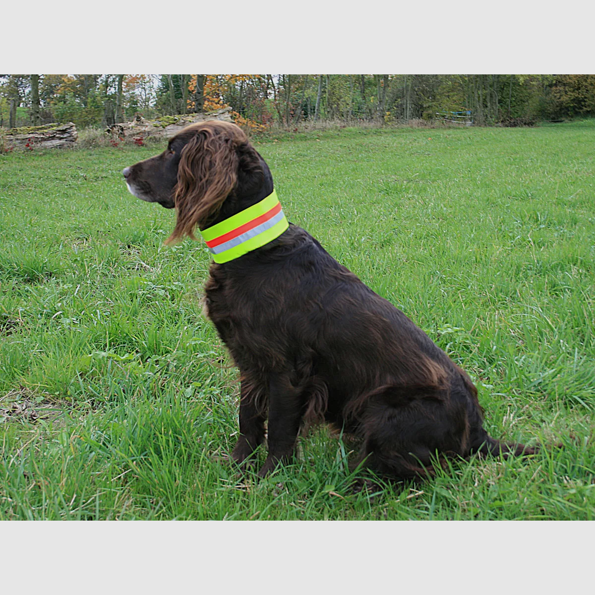 Signaal Hundehalsband, Gummiflex Gelb, Bild 1 von 5