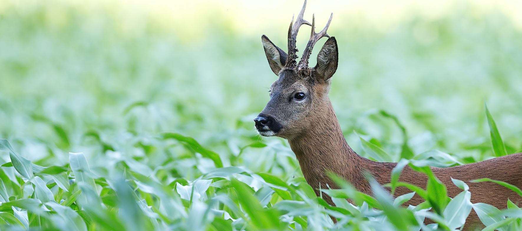 Jagd im Sommer - die beste Ausrüstung