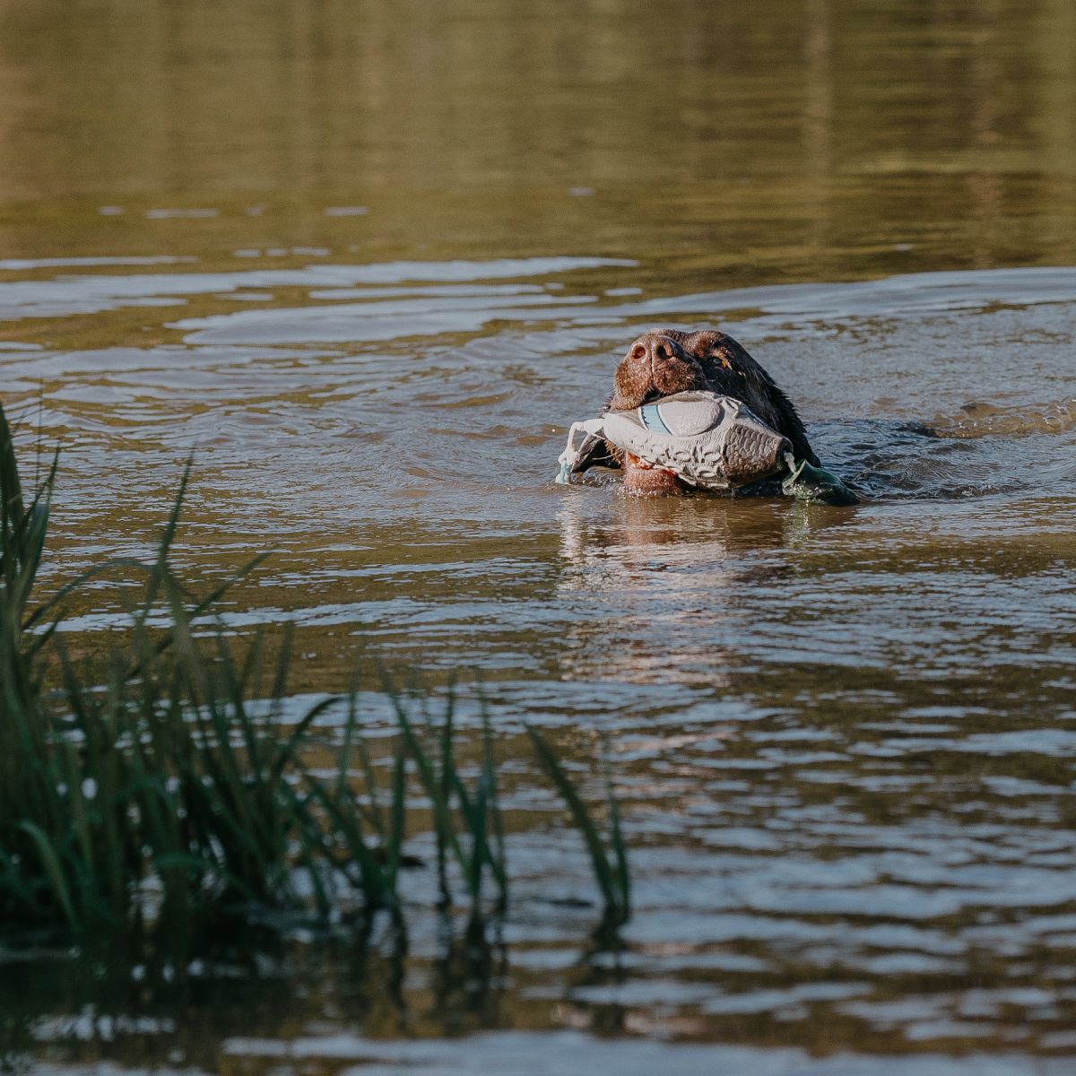HP&G Apportierdummy Stockente