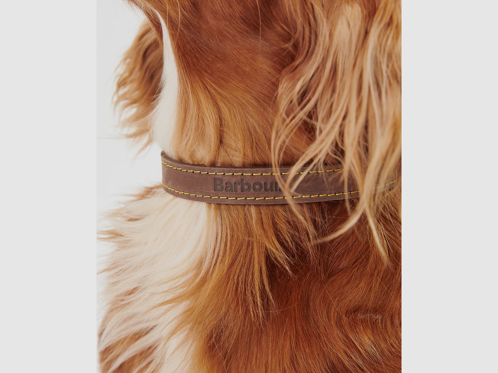 Barbour Hundehalsband aus Leder