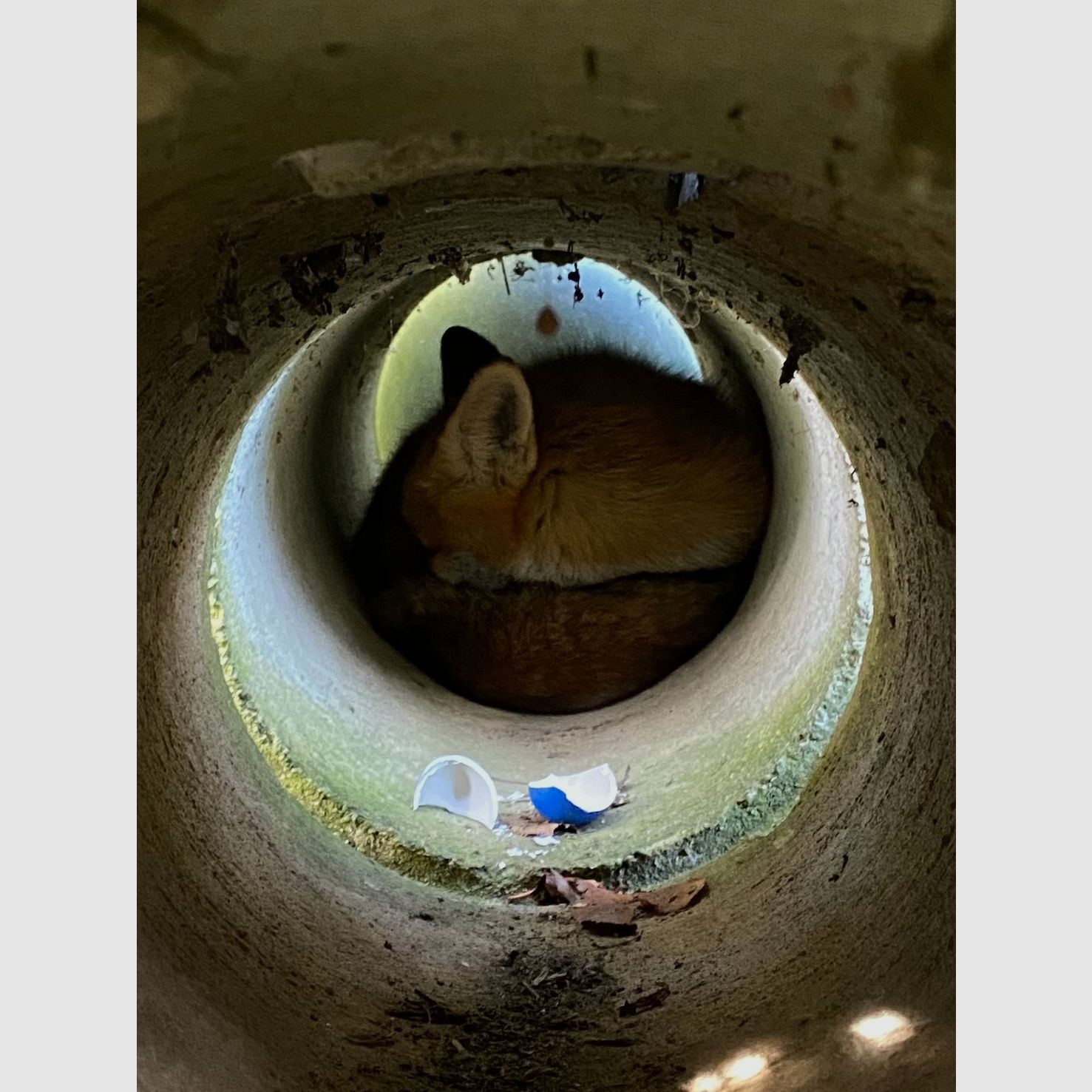 UV-blau fluoreszierendes Lockei Huhn