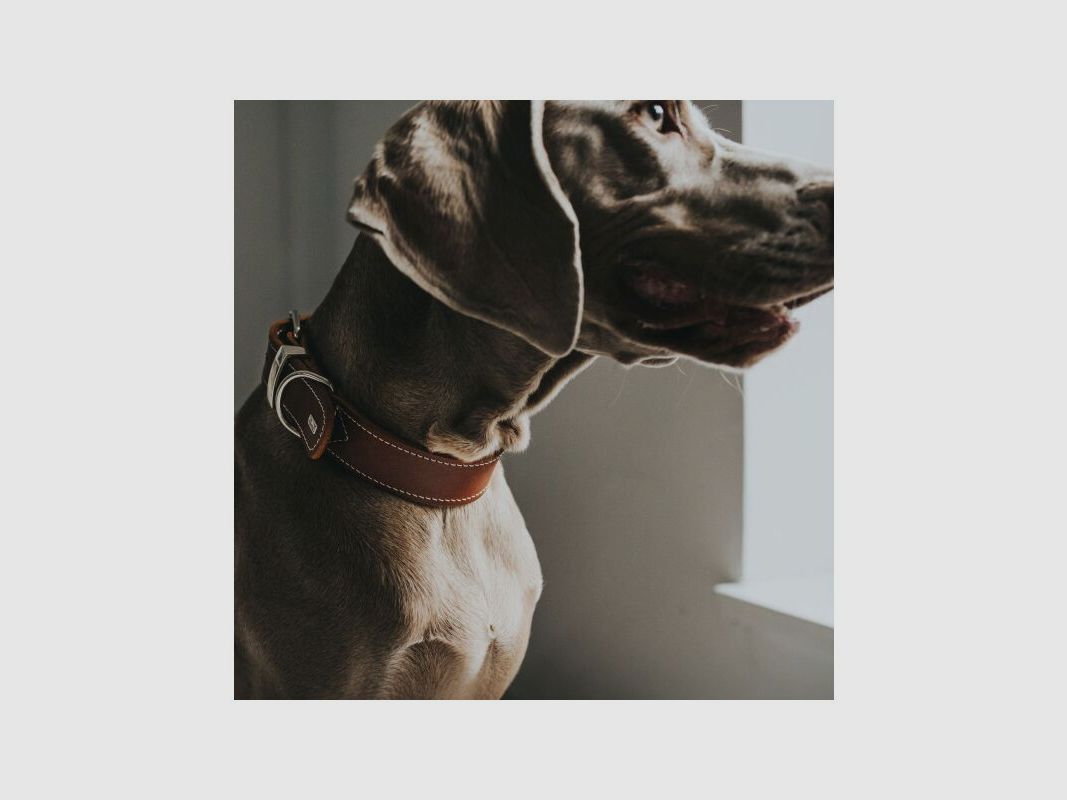 Hunter Halsband Aalborg Special