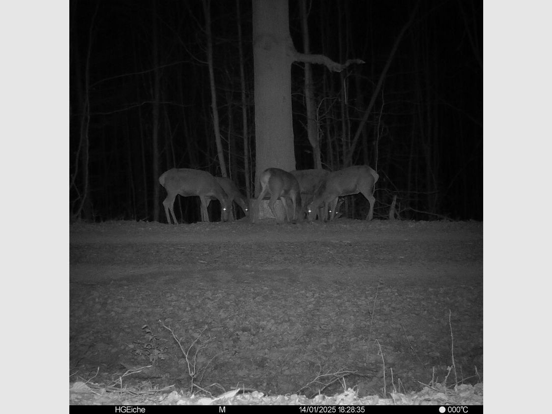 Seissiger SEISSIGER Pro-Cam LTE - SUPERSIM-Edition inkl. Akkus