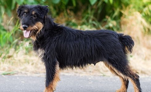 Rasseprofil: Deutscher Jagdterrier