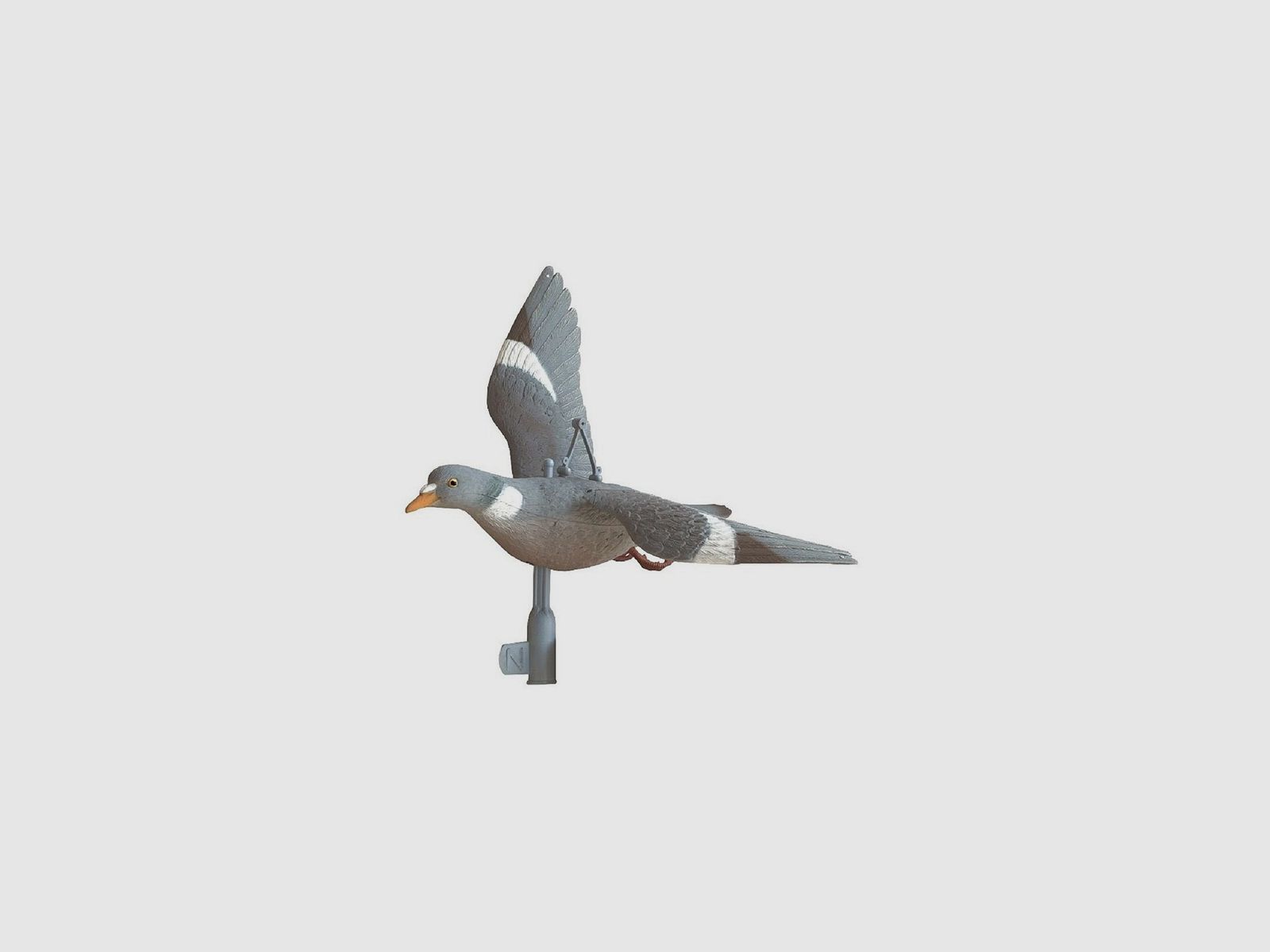 GERMAN WOOD PIGEON IN FLIGHT WITH OPEN WINGS