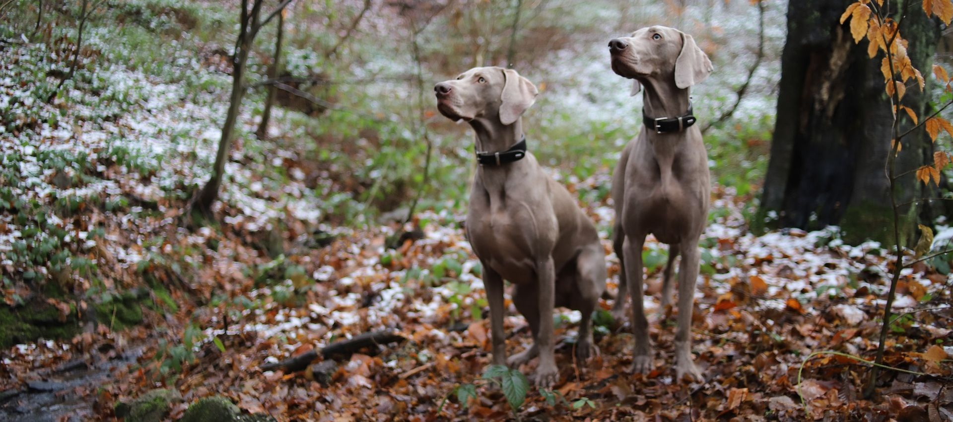 Popular Hunting Dog Breeds in German-speaking Countries