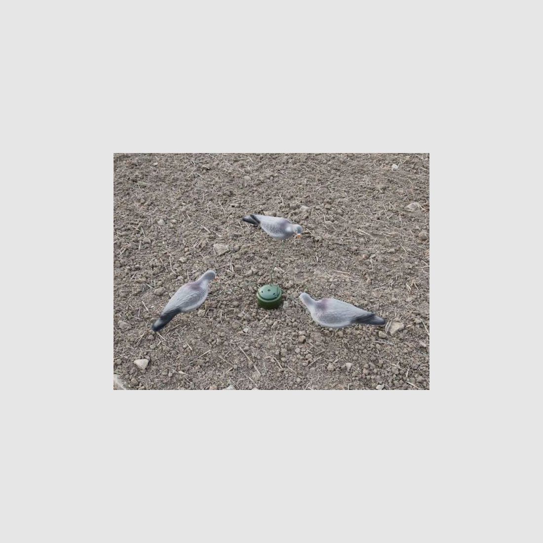 Taubenmagnet, Bild 4 von 5